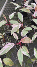 Load and play video in Gallery viewer, Philodendron Pink Lady Mutation
