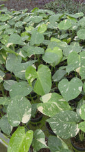 Load and play video in Gallery viewer, Monstera Thai Constellation 4”
