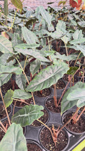 Load and play video in Gallery viewer, 4” Alocasia Chantrieri
