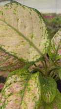 Load and play video in Gallery viewer, Aglaonema Candy Cotton
