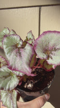 Load and play video in Gallery viewer, Begonia Rex “ Burdeos
