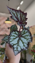 Load and play video in Gallery viewer, Begonia Summer Storm
