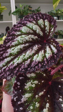 Load and play video in Gallery viewer, Begonia Rex “Nightfall”

