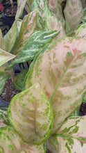 Load and play video in Gallery viewer, Aglaonema Pink Fairy 4”
