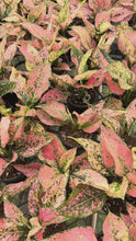 Load and play video in Gallery viewer, Aglaonema New Pink Kampoon 4”
