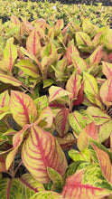 Load and play video in Gallery viewer, Aglaonema Andini 4”

