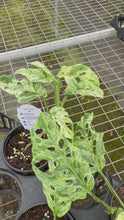 Load and play video in Gallery viewer, Monstera Adansonii Moltted
