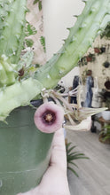 Load and play video in Gallery viewer, 4” Huernia Procumbus “Star Fish Cactus”
