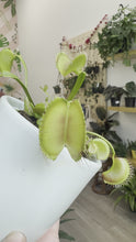 Load and play video in Gallery viewer, Carnivorous plant Venus Flytrap
