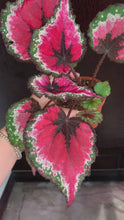 Load and play video in Gallery viewer, 4&quot; Begonia Rex “ Harmony’s Bloody Valentine”

