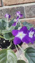 Load and play video in Gallery viewer, 4&quot;  African Violet “Sugar Plum Dream”
