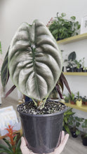 Load and play video in Gallery viewer, 6” Alocasia Cuprea
