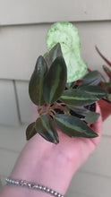 Load and play video in Gallery viewer, 3 plant Bundle: Peperomia Metallica , Peperomia Gold Dust &amp; Peperomia Rosso 2&quot;
