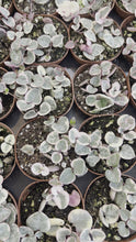 Load and play video in Gallery viewer, Copy of String of Hearts Variegated / Ceropegia Woodii Variegata
