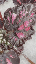 Load and play video in Gallery viewer, 4" Begonia Rex “ Harmony’s Red Hots”

