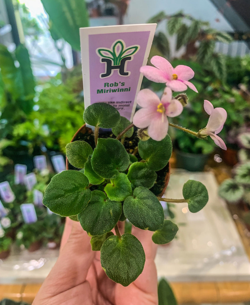 Mini African Violet “Rob’s Miriwinni”