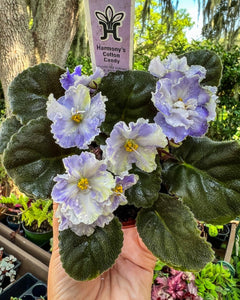 4"  African Violet "Harmony’s Cotton Candy”