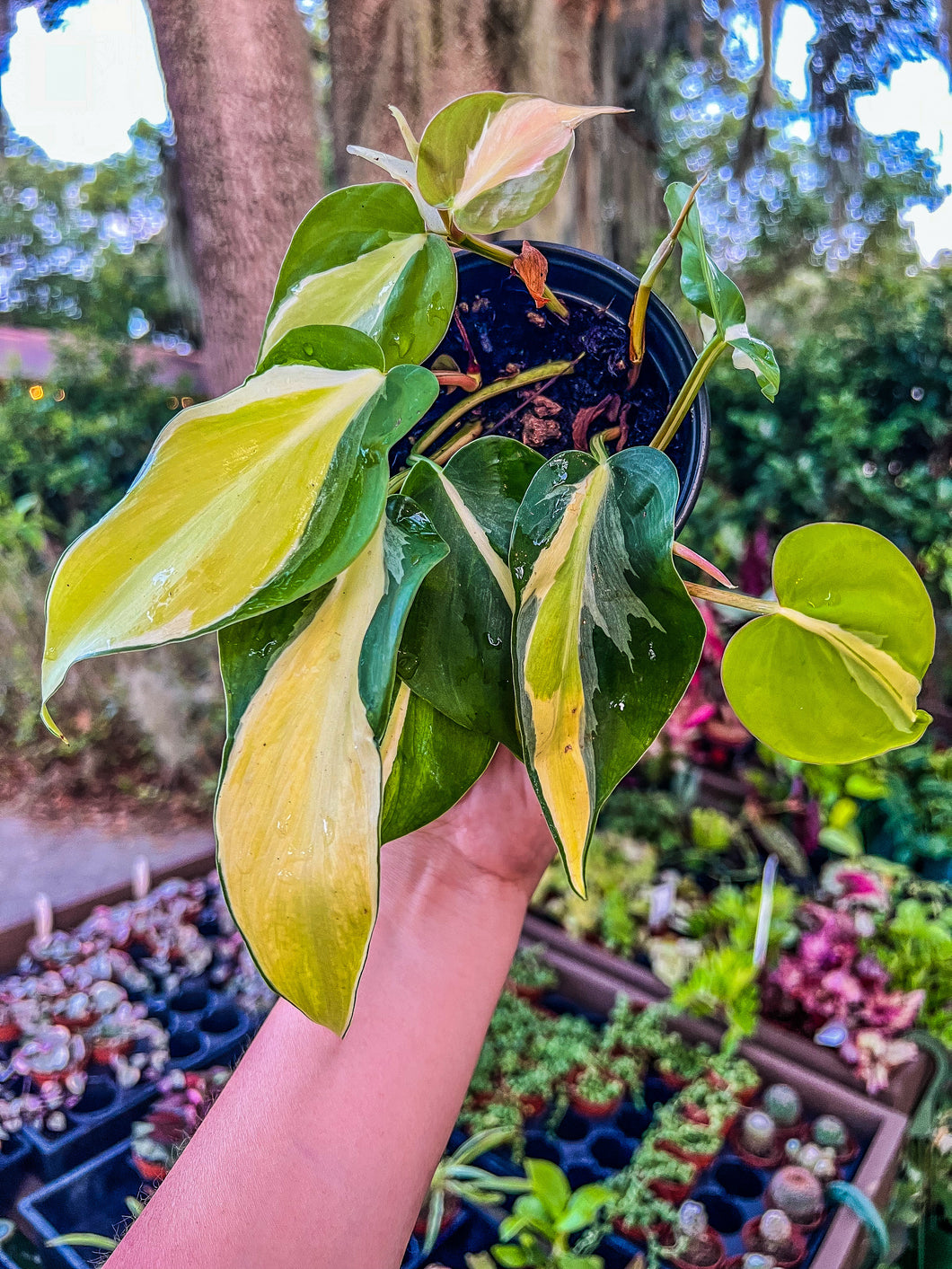 philodendron brasil silver stripe 4" Philodendron Silver Stripe – Angie's Planties