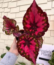 Load image into Gallery viewer, 4&quot; Begonia Rex “ Harmony’s Vampires Kiss”
