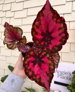 4" Begonia Rex “ Harmony’s Vampires Kiss”