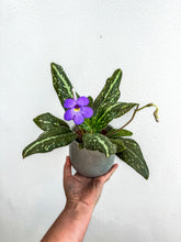Load image into Gallery viewer, 4"  Collectors “Michaelmoelleria Vietnamensis
