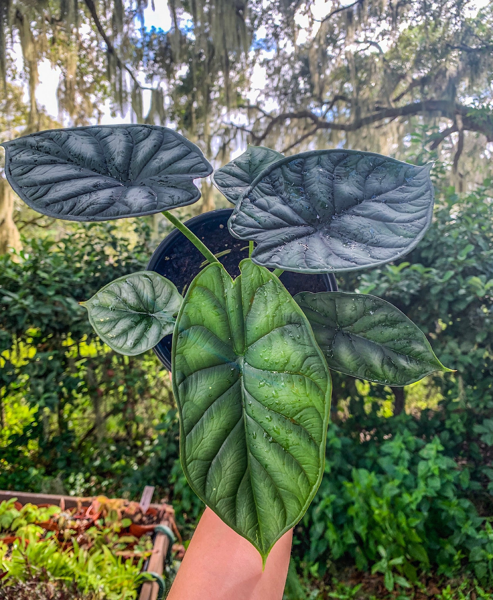 dieffenbachia dragon scale Alocasia 'Dragon Scale' 4"