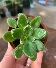Load image into Gallery viewer, Mini African Violet “Definitely Darryl“
