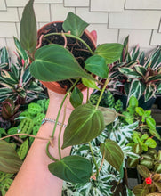 Load image into Gallery viewer, 4&quot; Philodendron Micans
