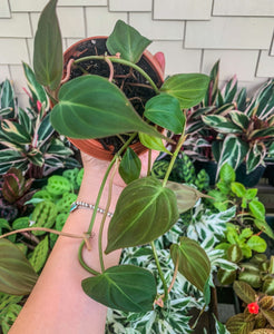 4" Philodendron Micans