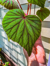 Load image into Gallery viewer, 4"Begonia sericoneura var lindleyana
