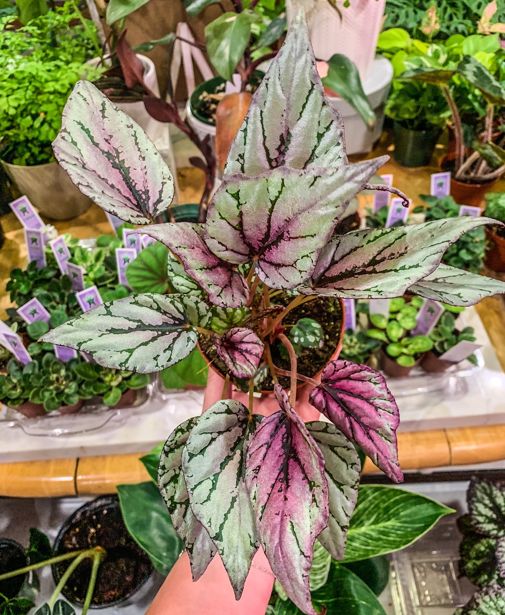 Begonia Rex “Hugh McLaughlin” – Angie's Planties