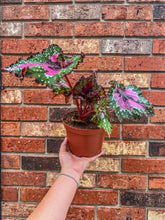 Load image into Gallery viewer, Begonia Rex “Harmony’s Big Bang”
