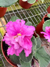 Load image into Gallery viewer, 4&quot;  African Violet &quot;VaT Shuramura &quot;
