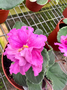4"  African Violet "VaT Shuramura "