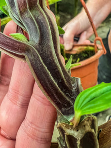 4" Peperomia ecuador sp