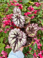 Load image into Gallery viewer, New Release Harmony’s Starburst 4”
