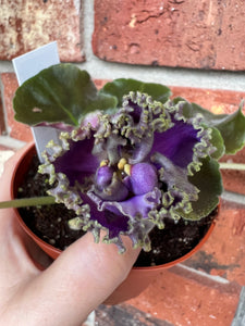 4"  African Violet “Cajun’s Royal Knockout”