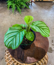 Load image into Gallery viewer, 4" Calathea Orbifolia
