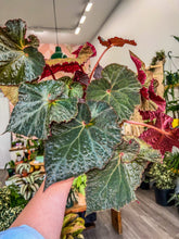 Load image into Gallery viewer, 6&quot; Begonia Rex “Midnight Magic”
