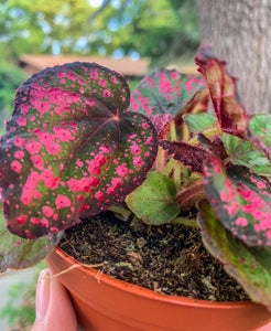 4" Begonia Rex “Harmony’s Revel Majesty”
