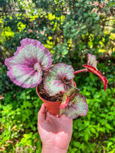 Load image into Gallery viewer, 4” Begonia Rex “Harmony’s Cupid”
