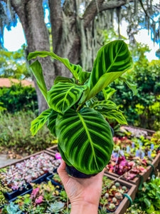 6" Calathea "Zebrina"