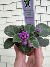 Load image into Gallery viewer, Mini African Violet “Harmony&#39;s Golden Dawn“
