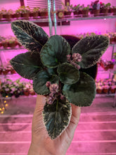 Load image into Gallery viewer, 4&quot;  African Violet &quot;Harmony’s Lucky Lady&quot;
