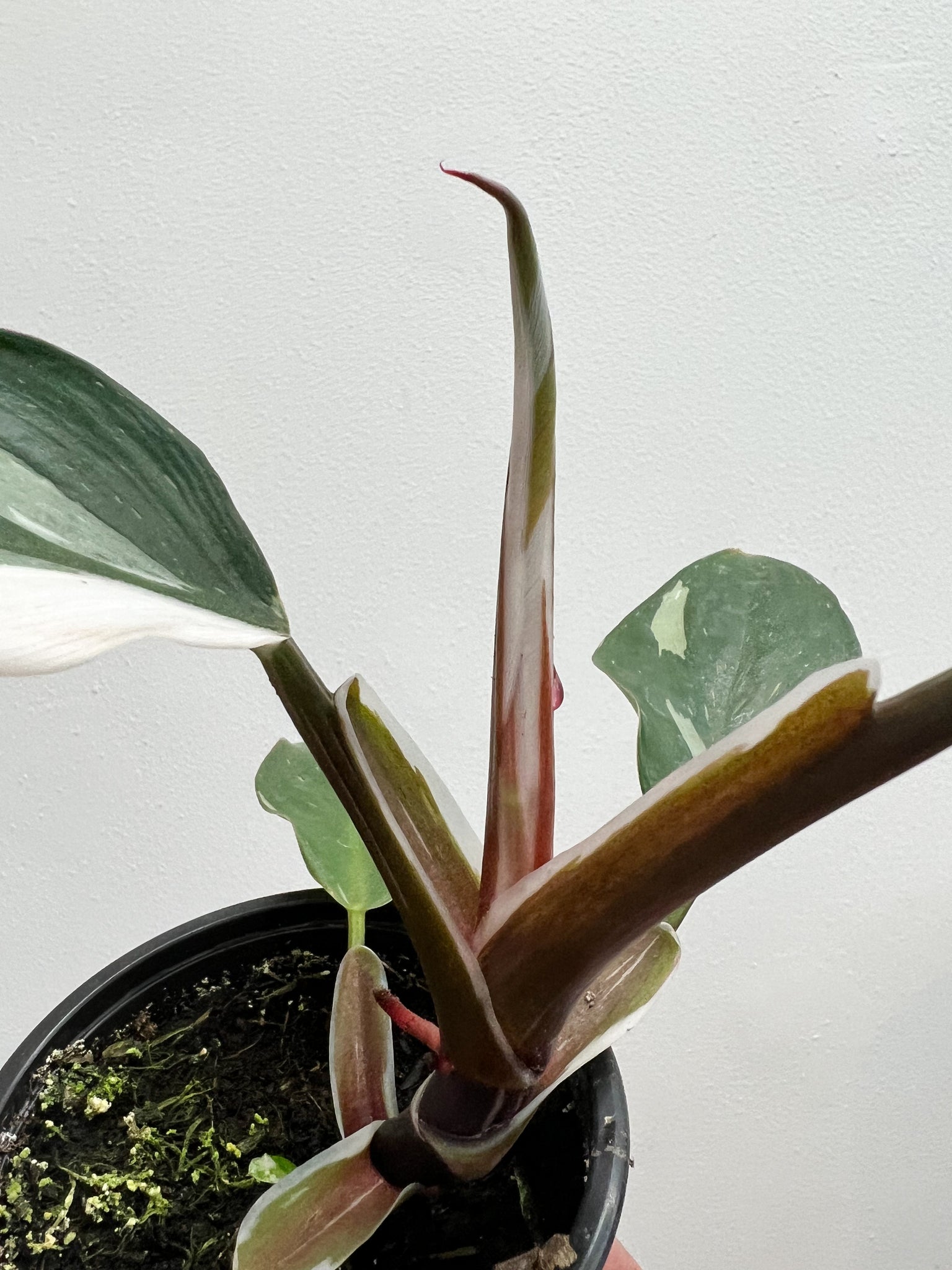 philodendron white knight seeds 4p! Philodendron White Knight ***Limit 1*** /Tropical