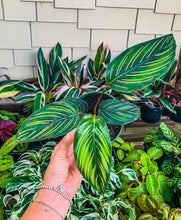 Load image into Gallery viewer, Calathea “Beauty Star", 4" Pot
