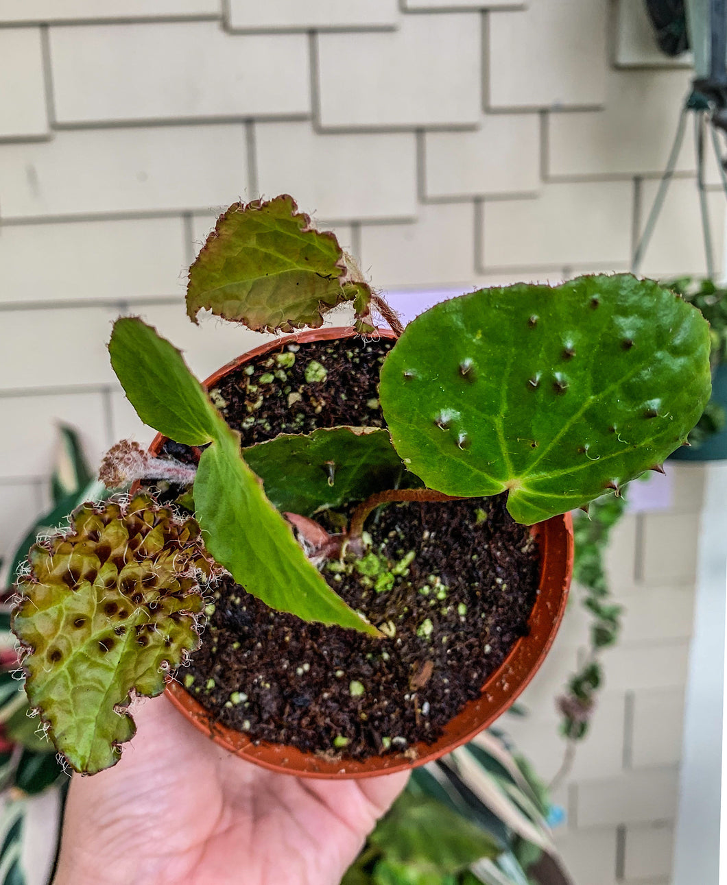 4” Begonia Ferox