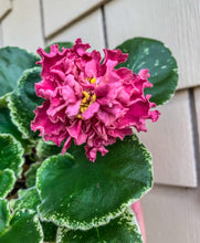 Load image into Gallery viewer, 4&quot;  African Violet “SM Chic Poppy”
