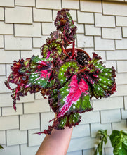 Load image into Gallery viewer, 6" Begonia Rex Harmony’s Tongue Twister
