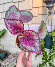 Load image into Gallery viewer, 4&quot; Begonia Rex “ Harmony’s Peace”
